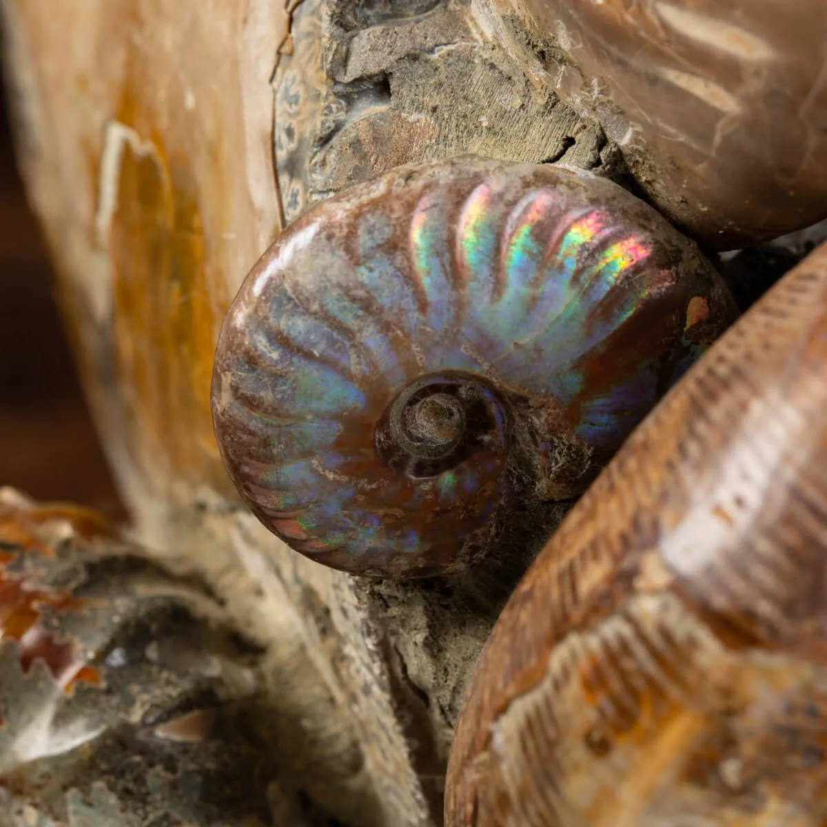 Gruppo di Ammoniti e Nautilus