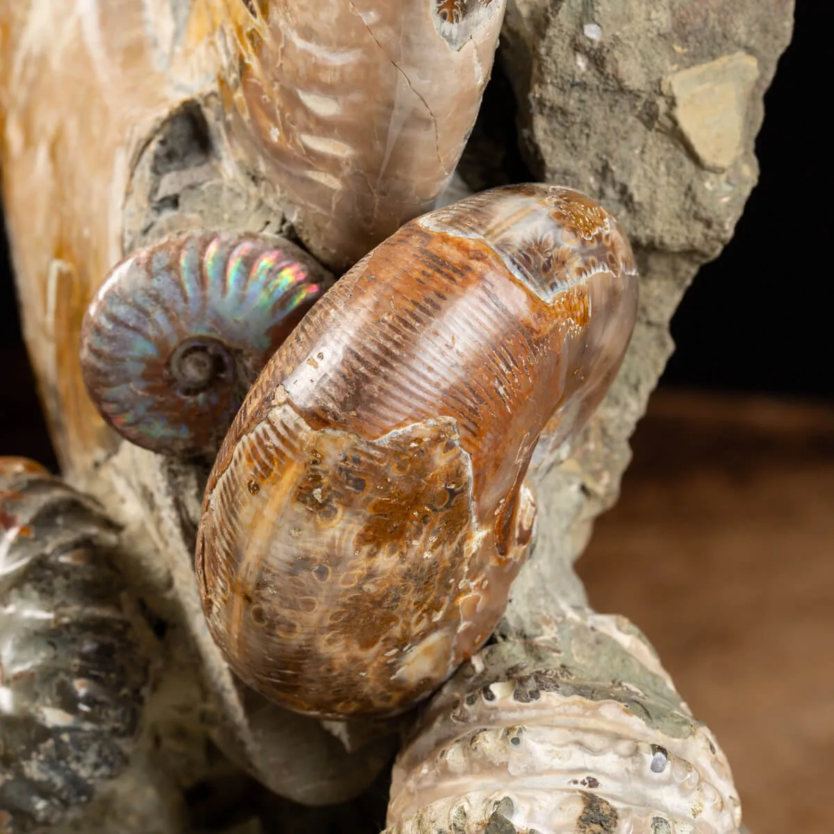 Gruppo di Ammoniti e Nautilus