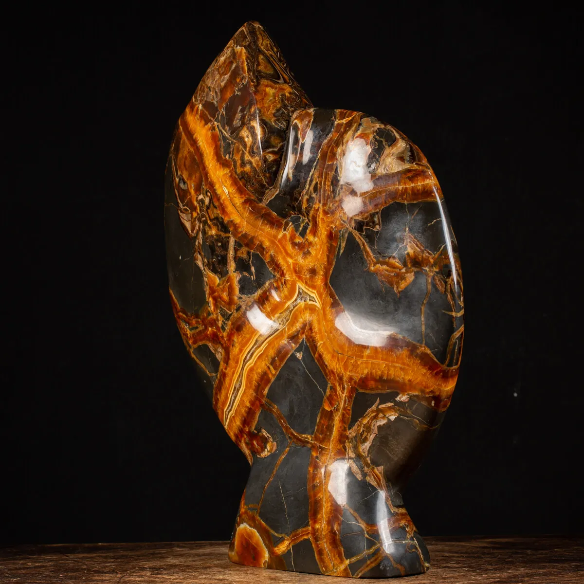 Ammonite Craspedodiscus Discofalcatus