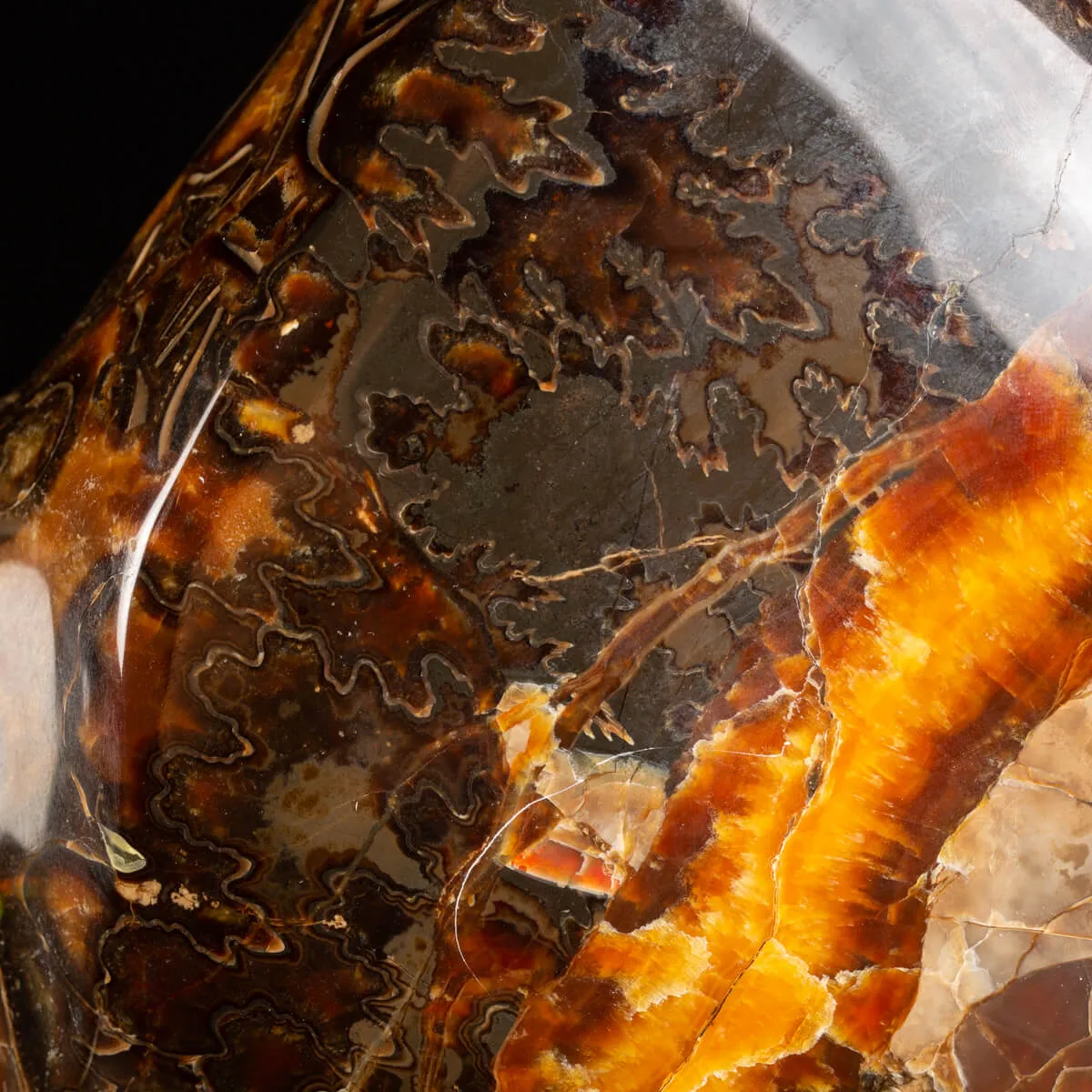 Ammonite Craspedodiscus Discofalcatus
