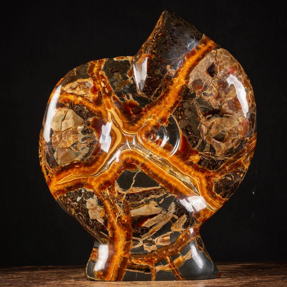 Ammonite Craspedodiscus Discofalcatus