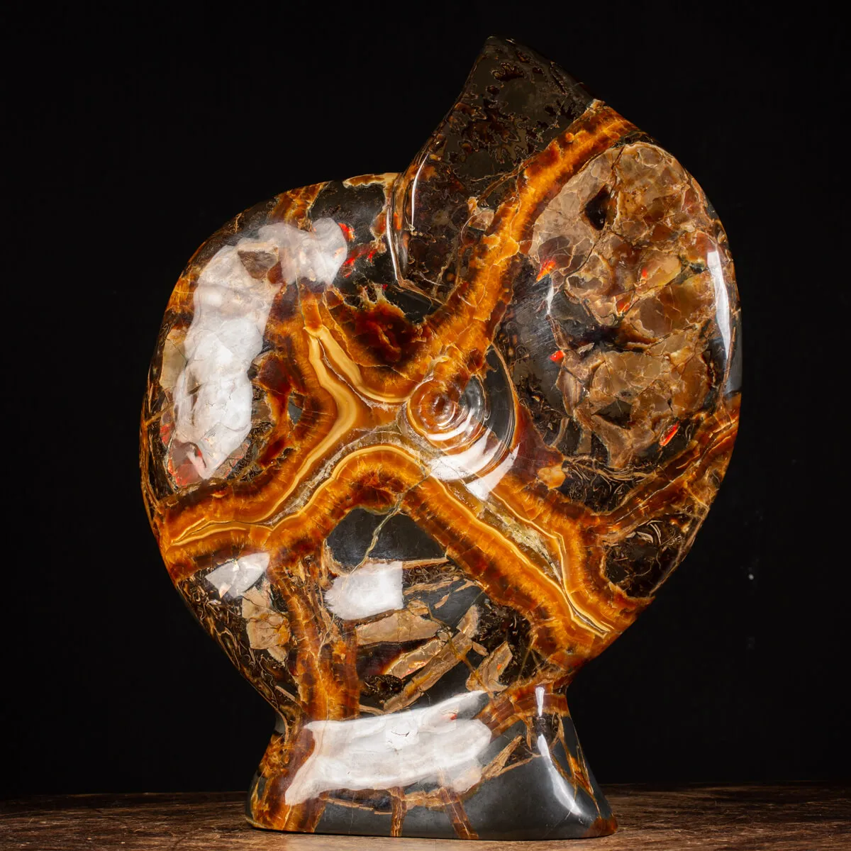 Ammonite Craspedodiscus Discofalcatus