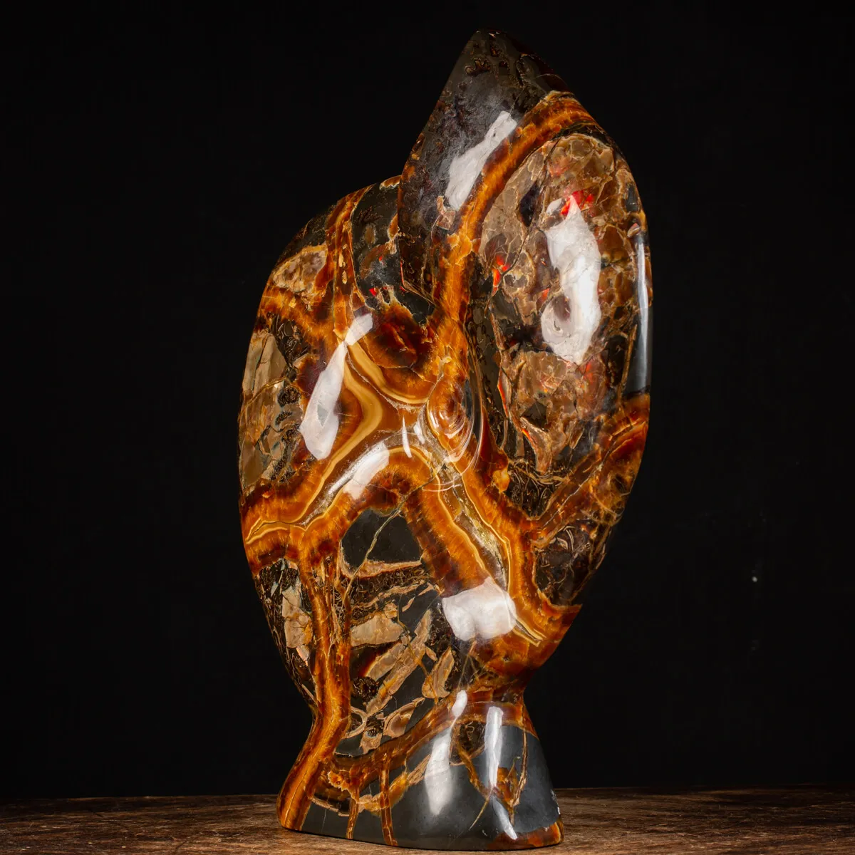 Ammonite Craspedodiscus Discofalcatus