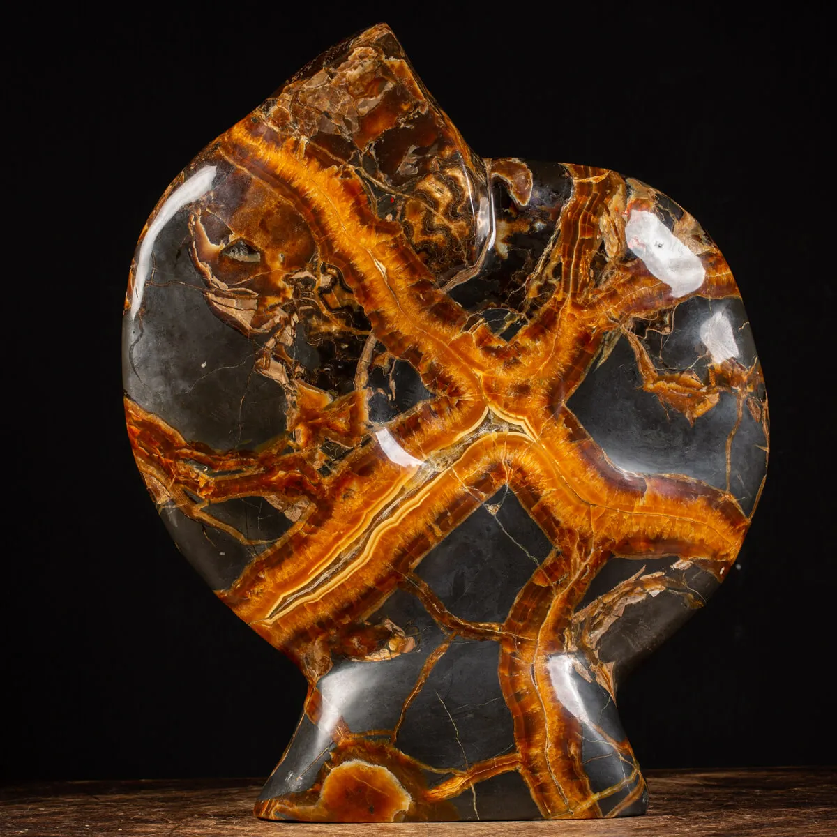 Ammonite Craspedodiscus Discofalcatus