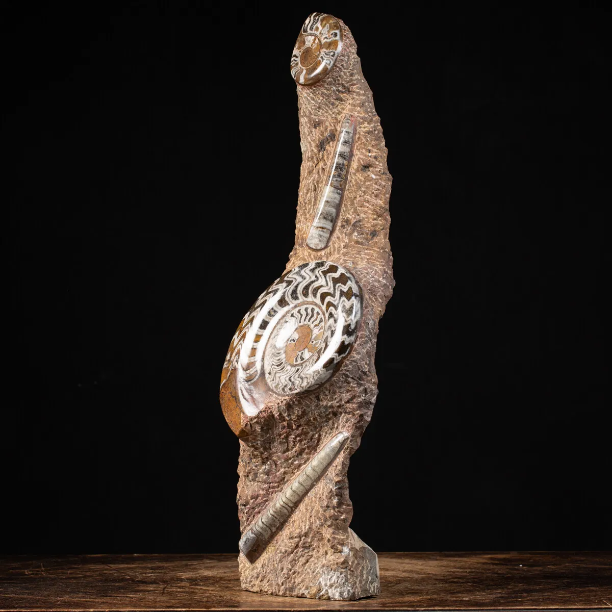 Ammonite Goniatite