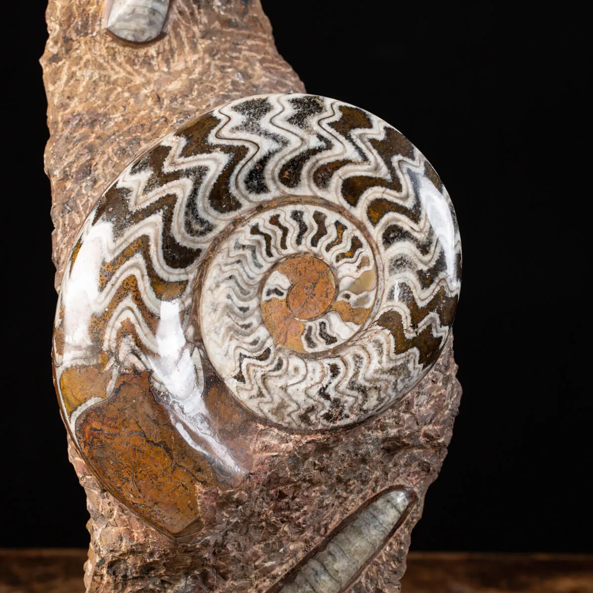 Ammonite Goniatite