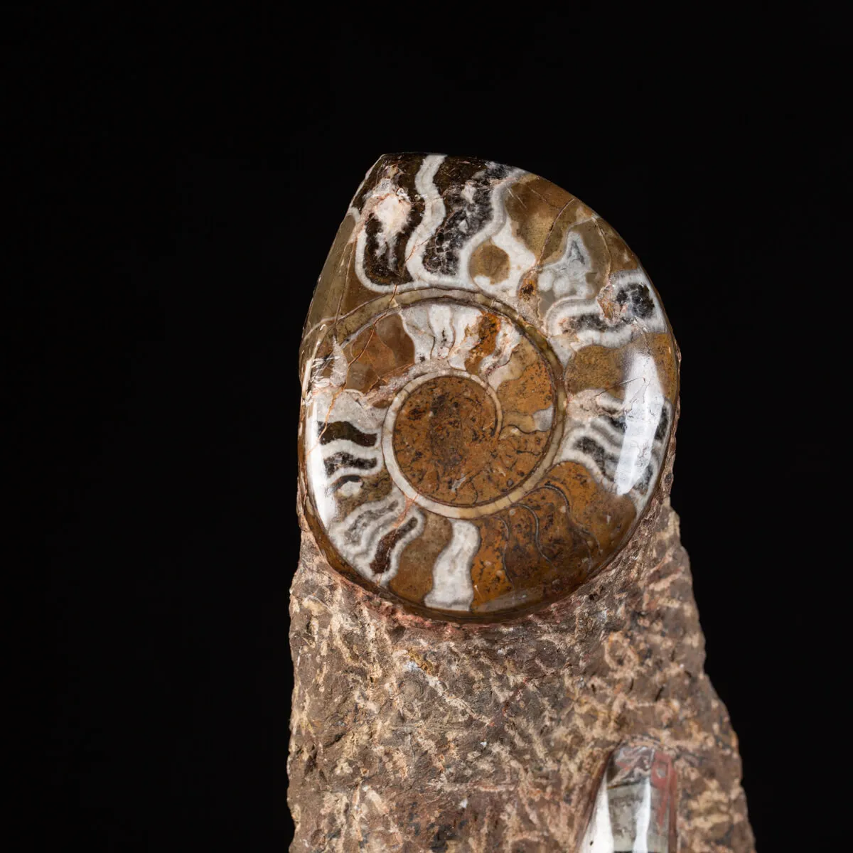 Ammonite Goniatite