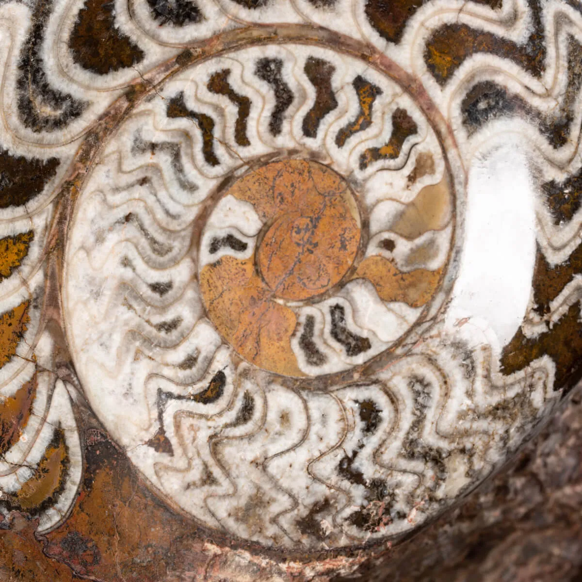 Ammonite Goniatite