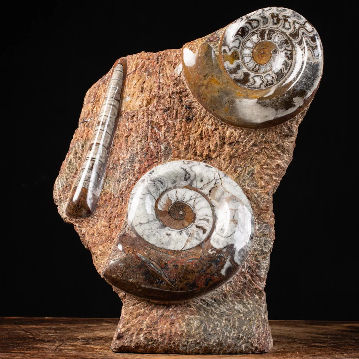 Ammonite Goniatite