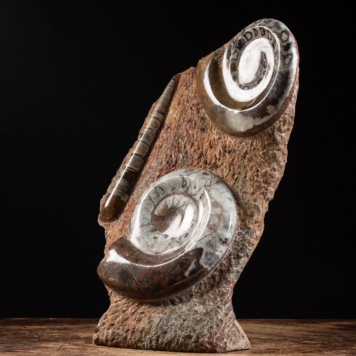 Ammonite Goniatite