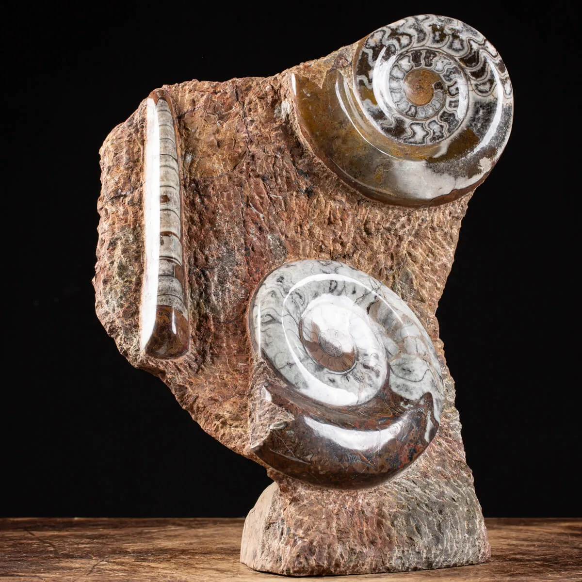 Ammonite Goniatite