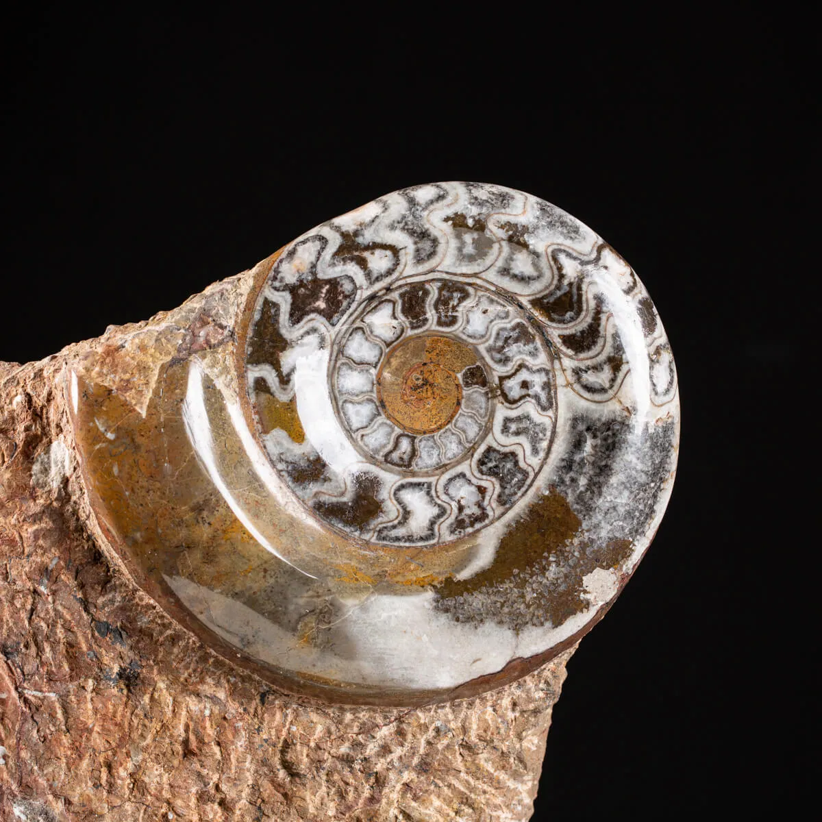Ammonite Goniatite