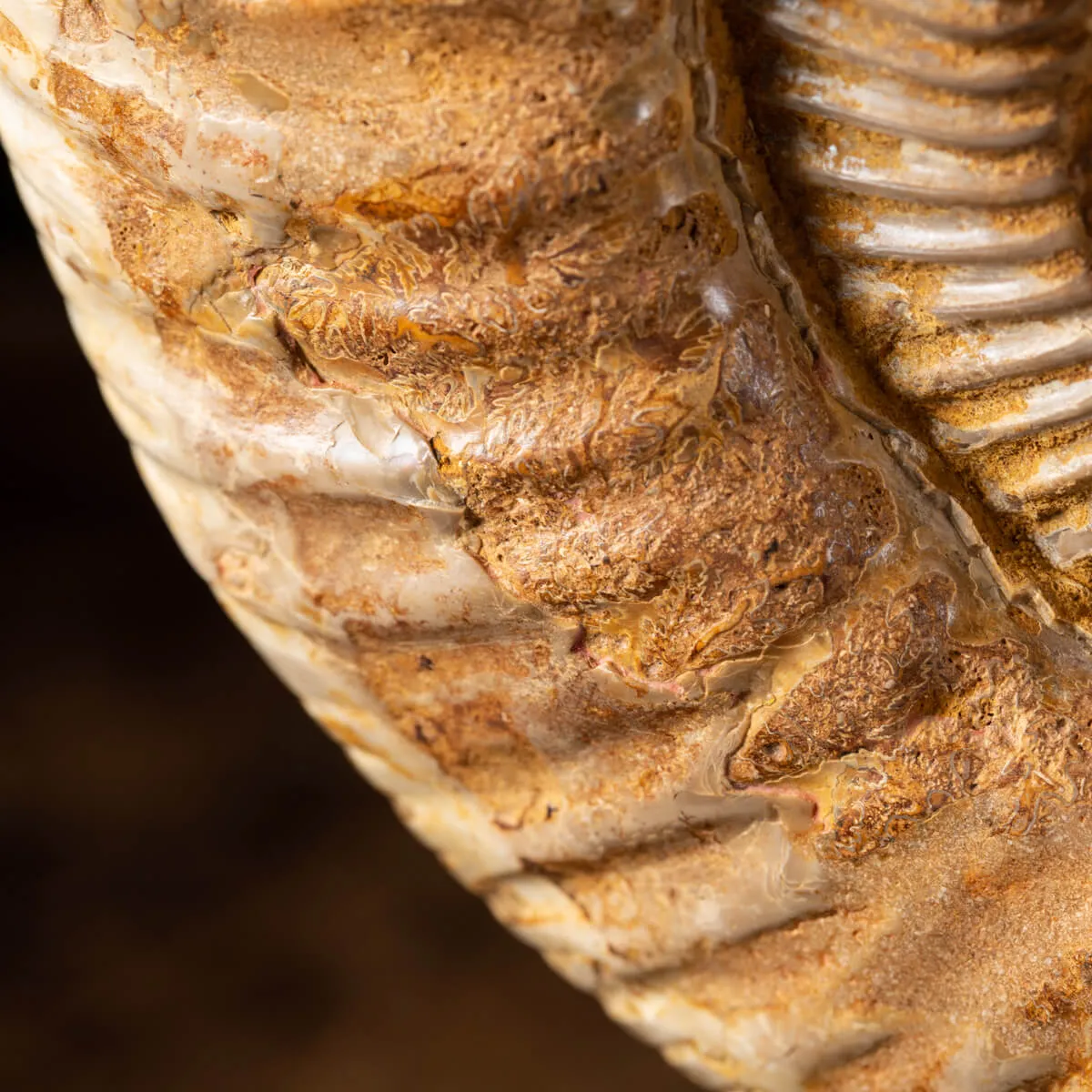 Ammonite Douvilleiceras