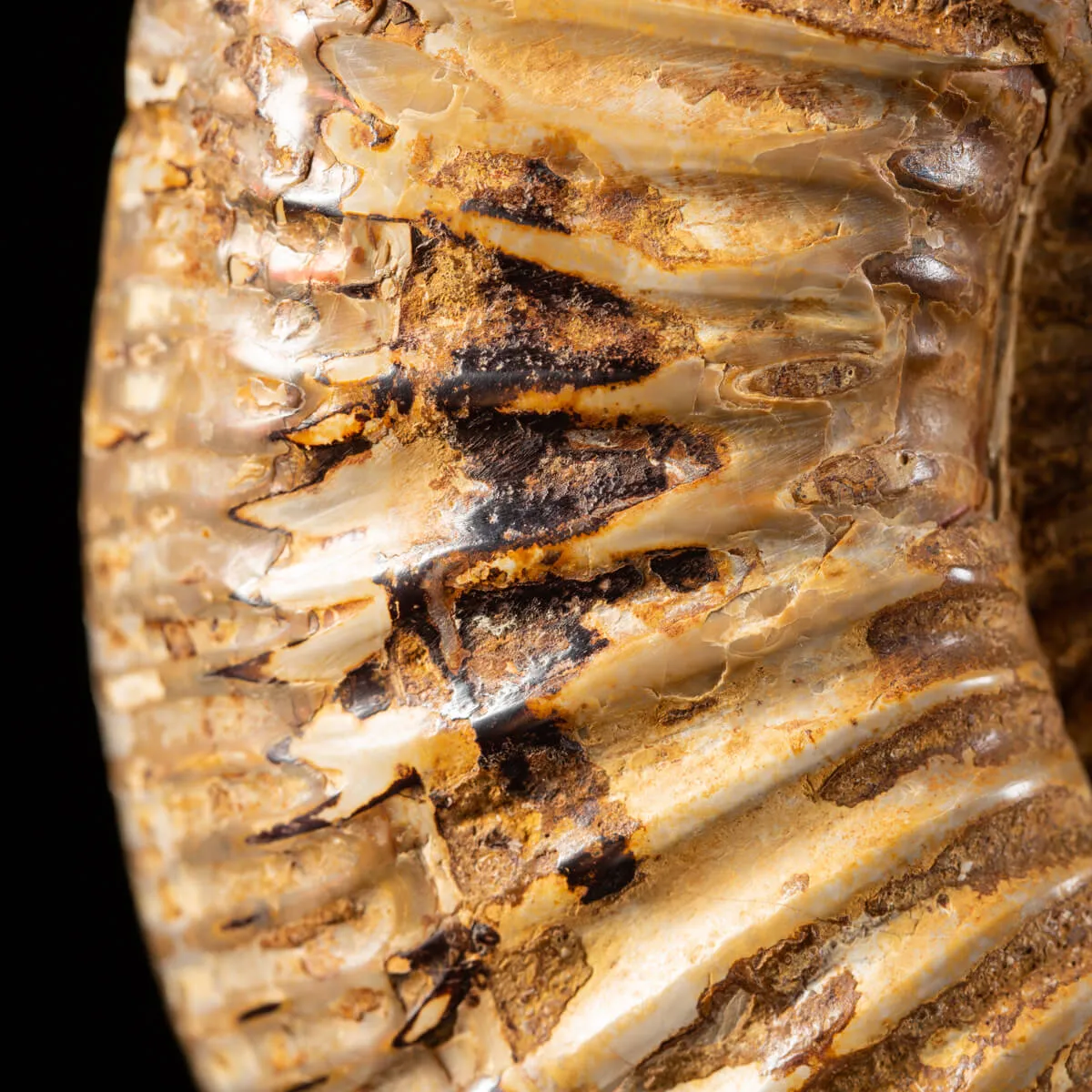 Ammonite Douvilleiceras