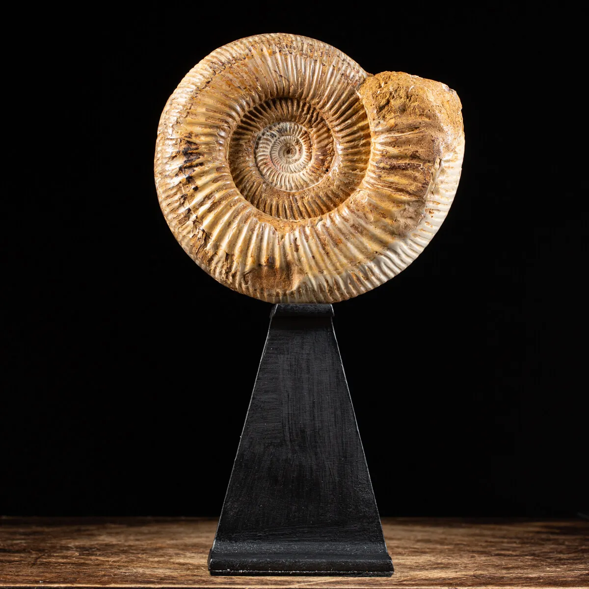 Ammonite Douvilleiceras