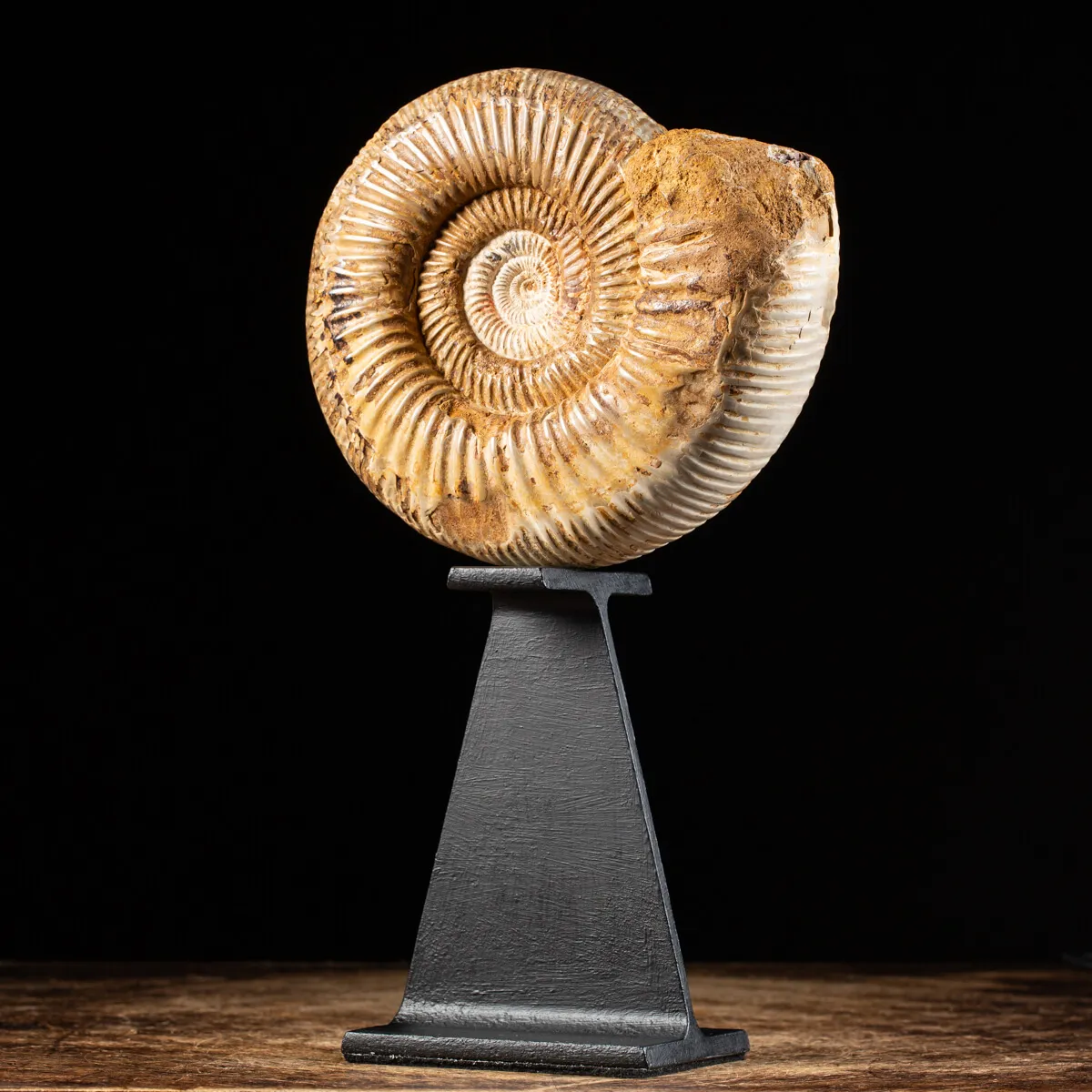 Ammonite Douvilleiceras