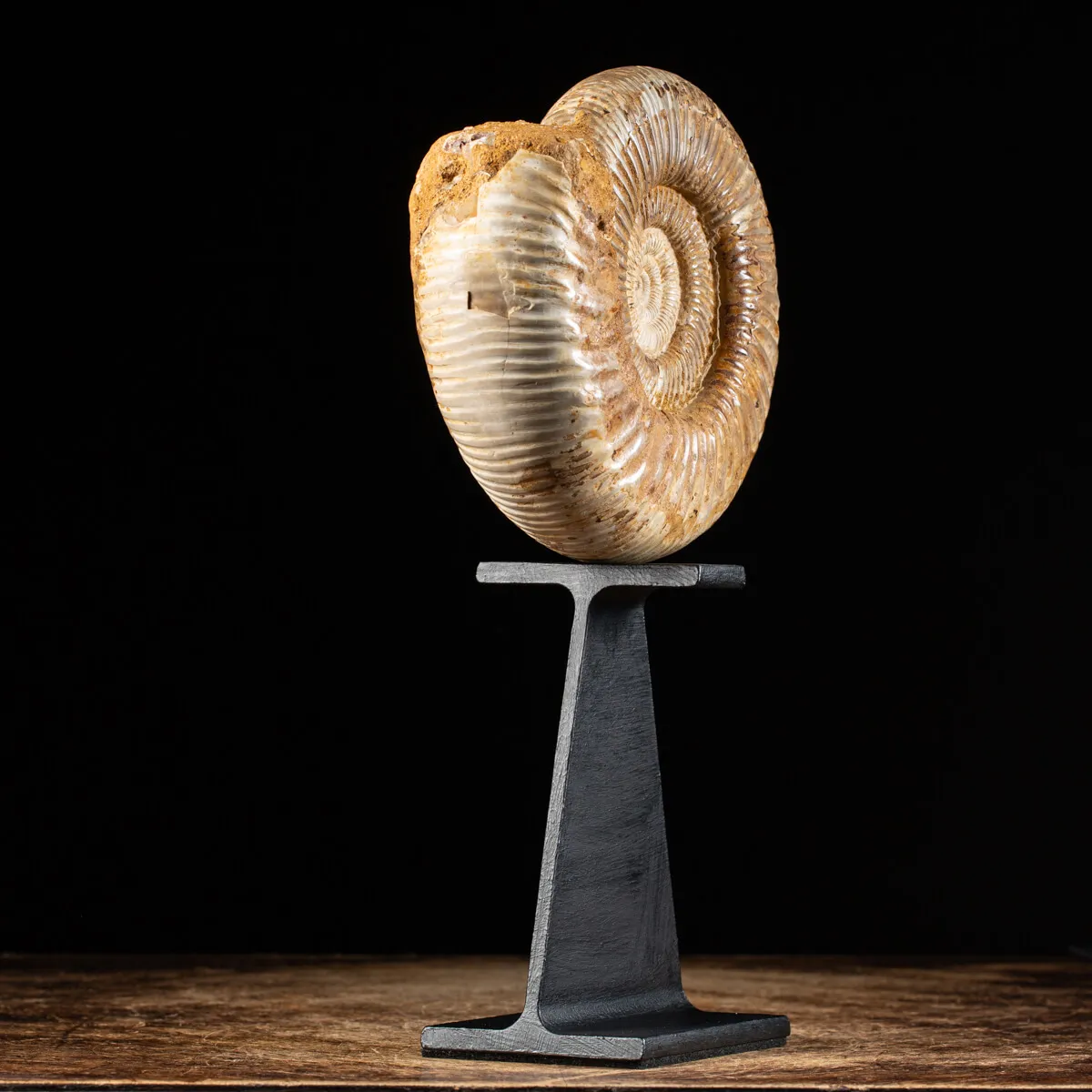 Ammonite Douvilleiceras
