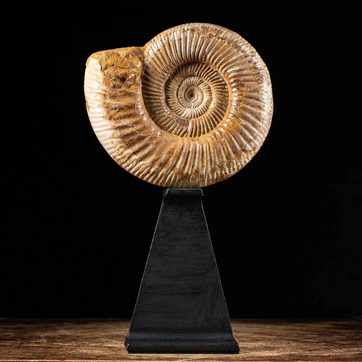 Ammonite Douvilleiceras