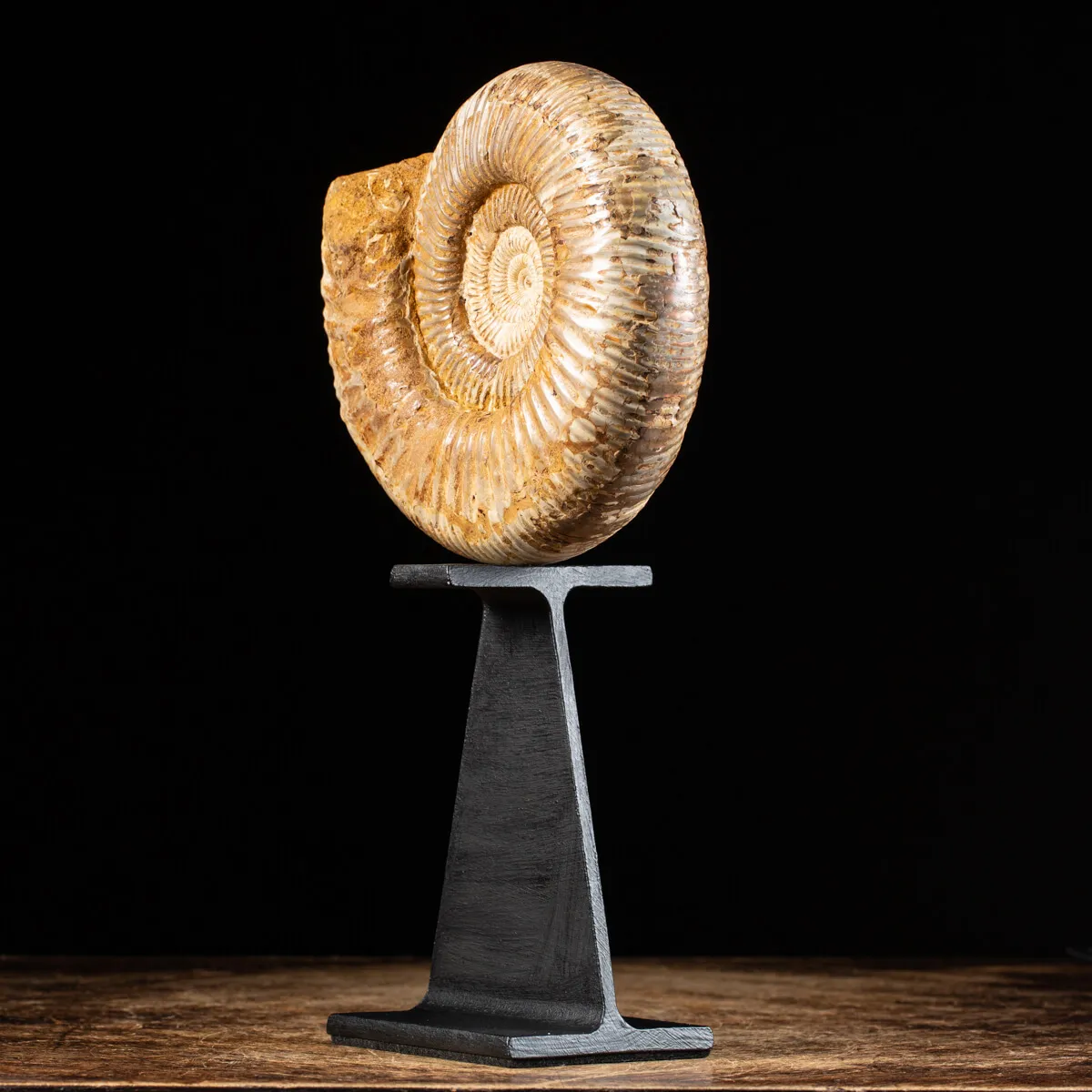 Ammonite Douvilleiceras