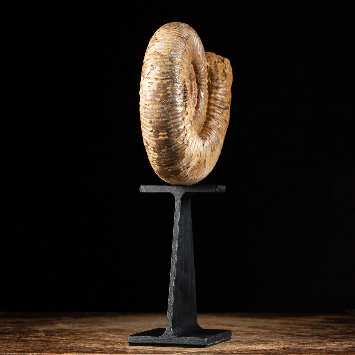 Ammonite Douvilleiceras