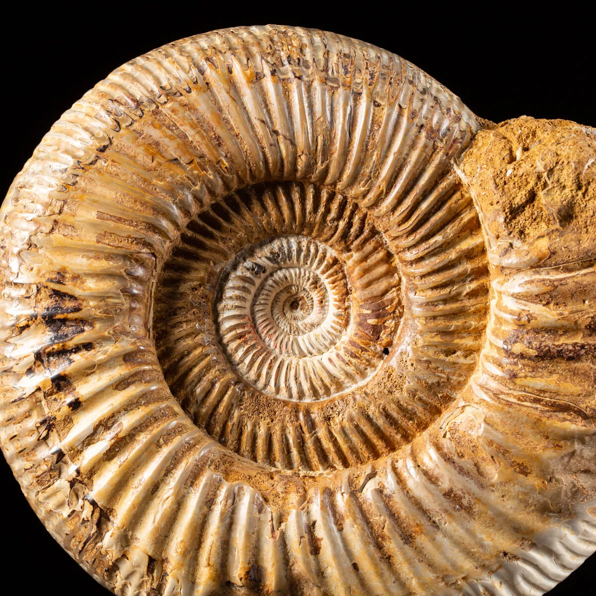 Ammonite Douvilleiceras