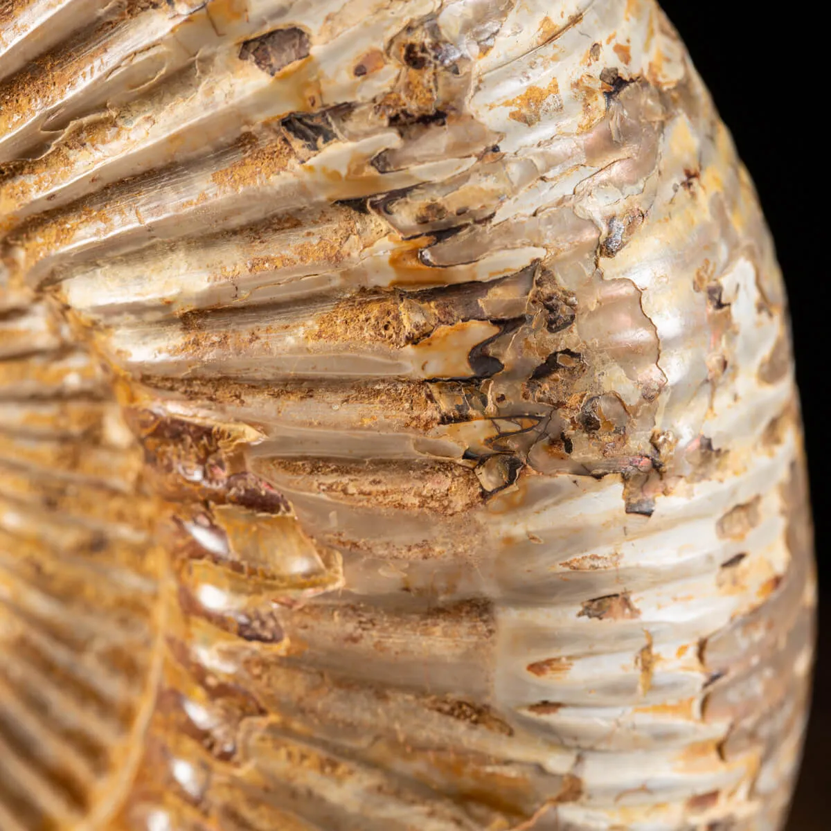 Ammonite Douvilleiceras