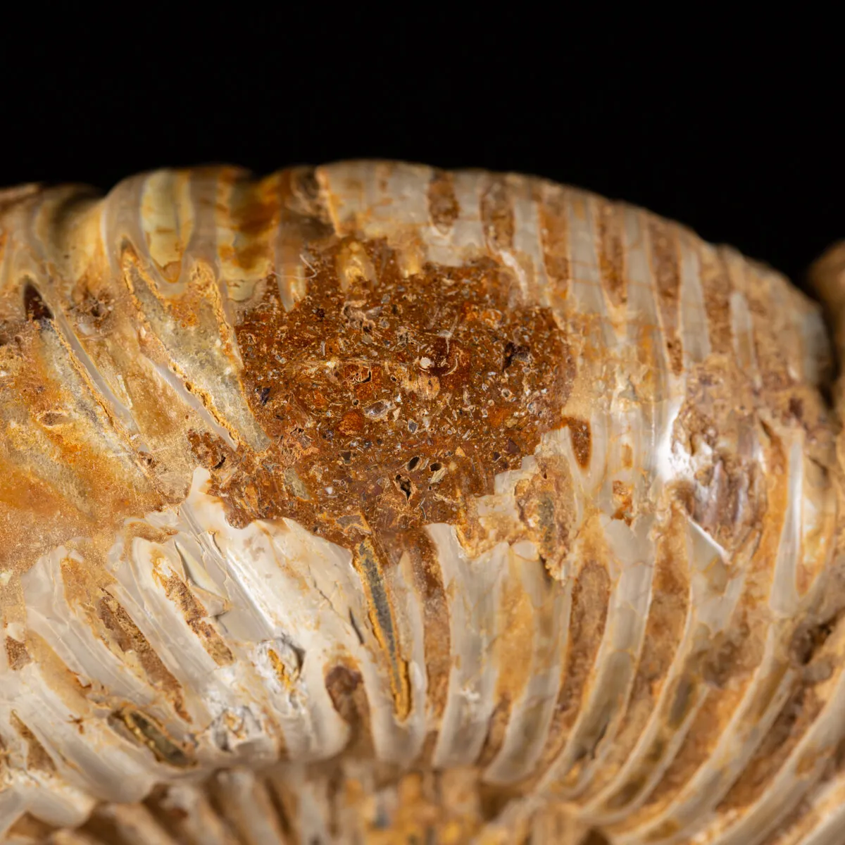 Ammonite Douvilleiceras