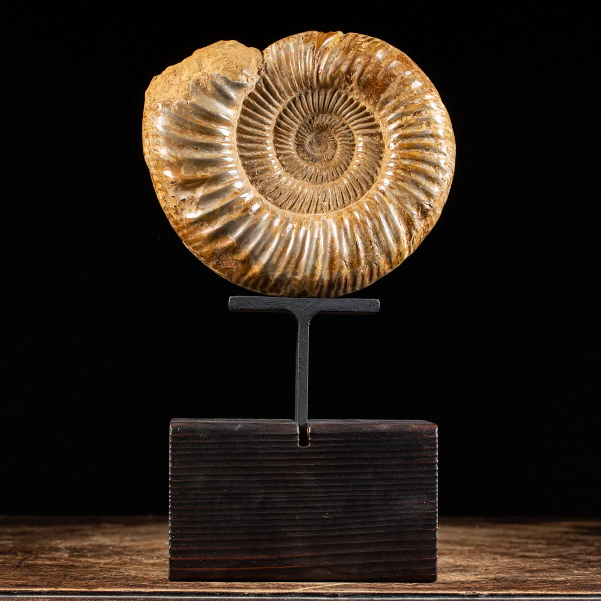Ammonite Douvilleiceras