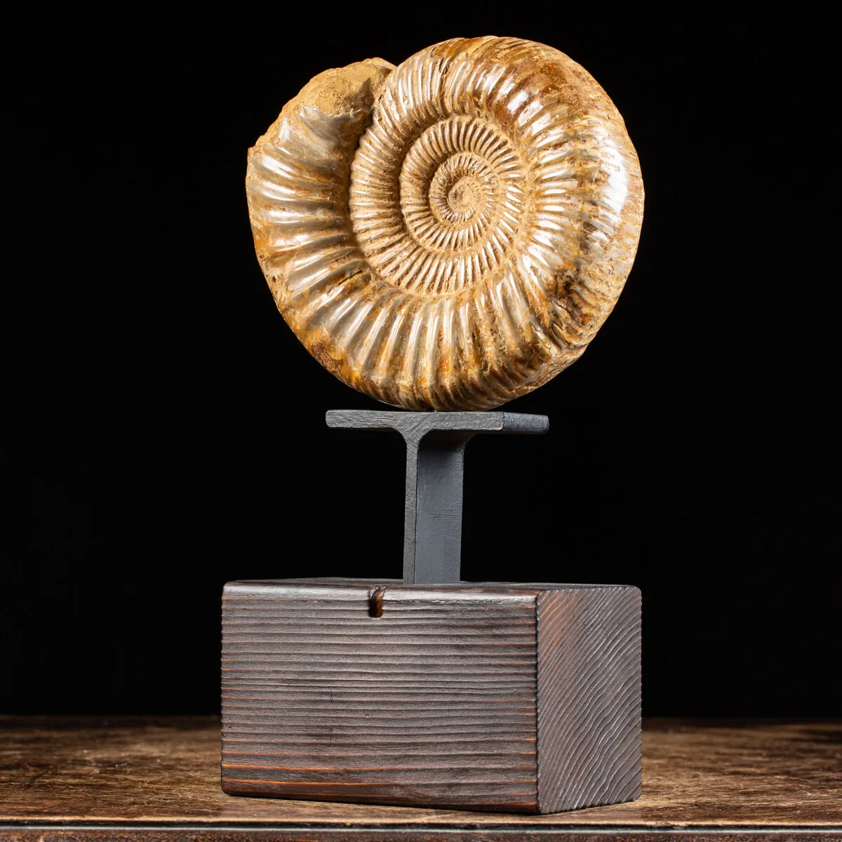 Ammonite Douvilleiceras
