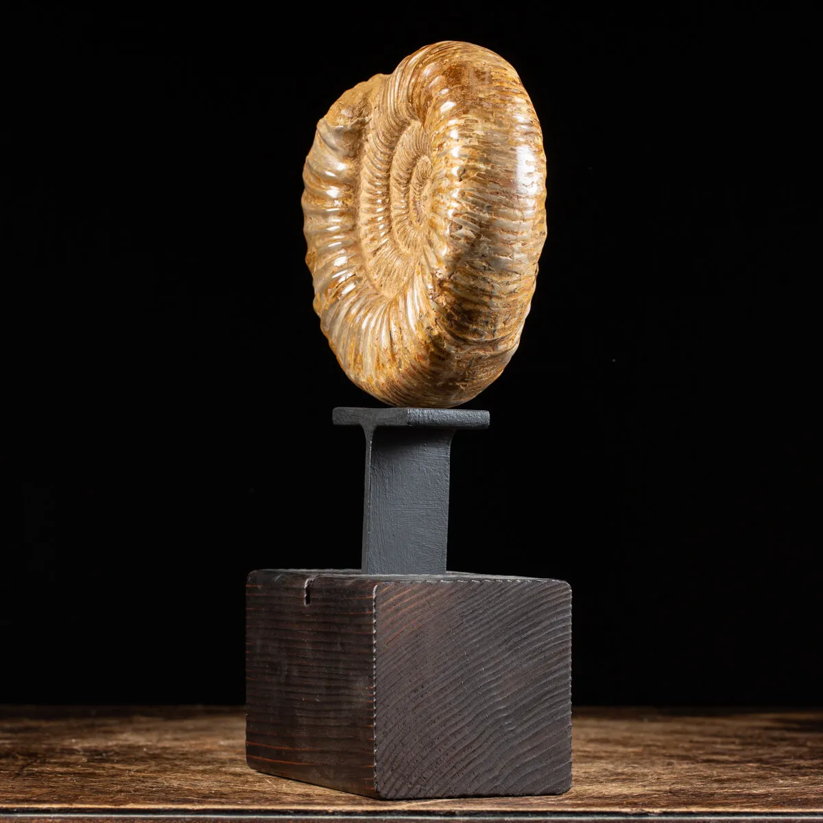 Ammonite Douvilleiceras