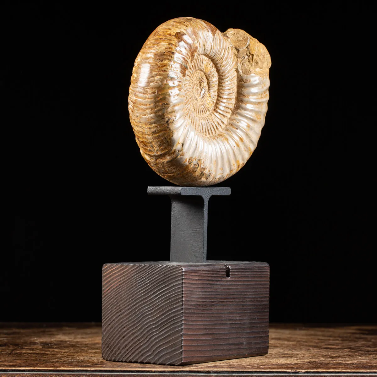 Ammonite Douvilleiceras