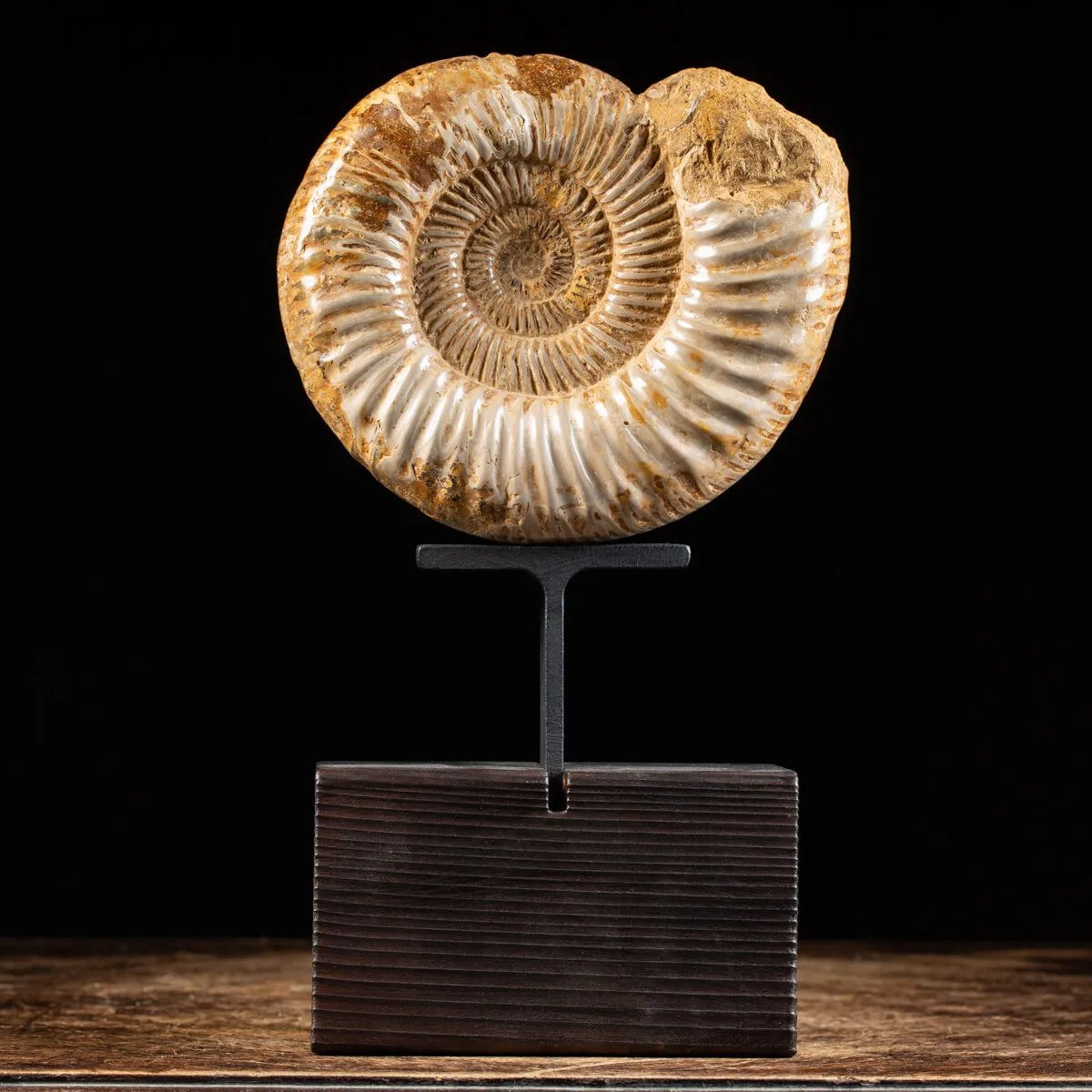 Ammonite Douvilleiceras