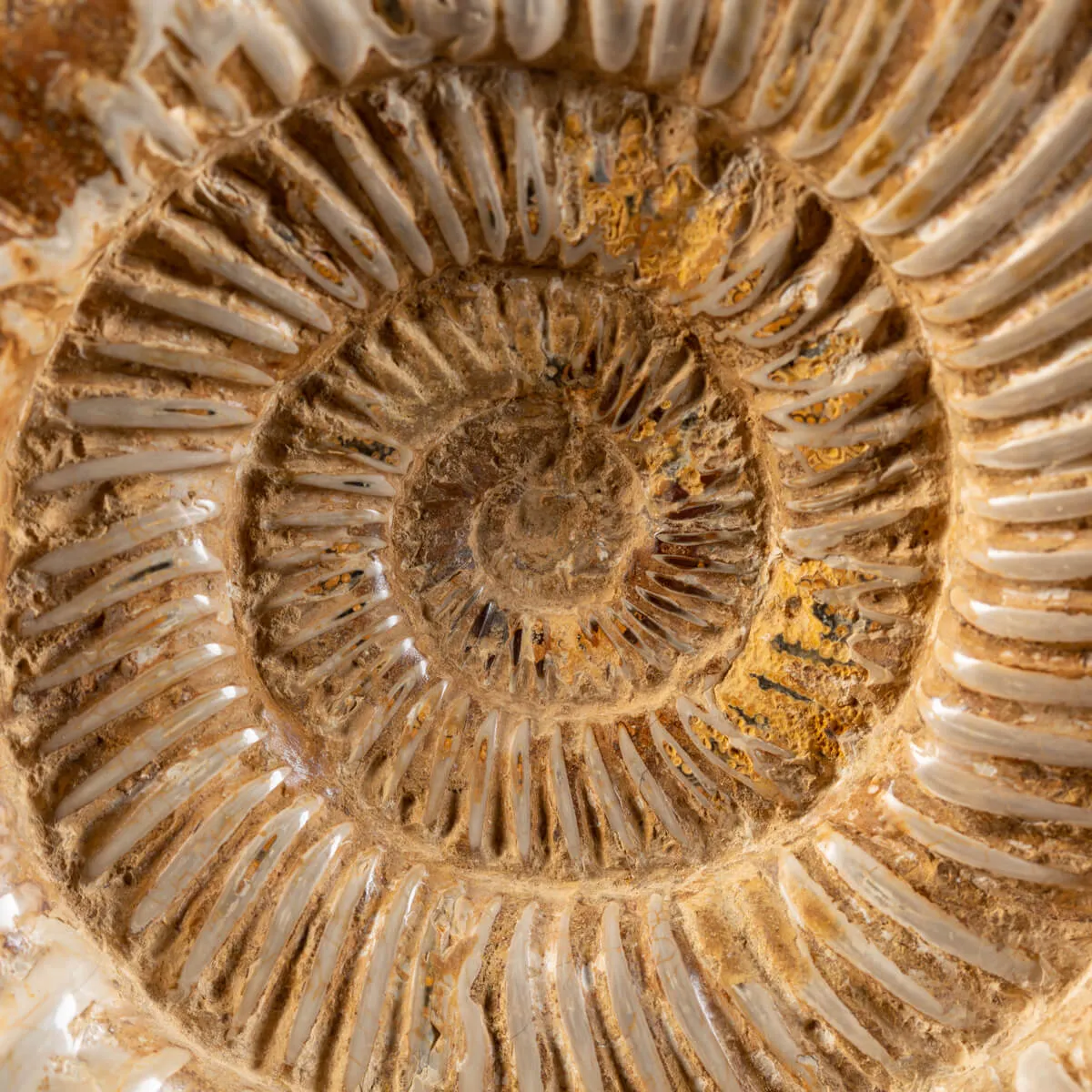 Ammonite Douvilleiceras
