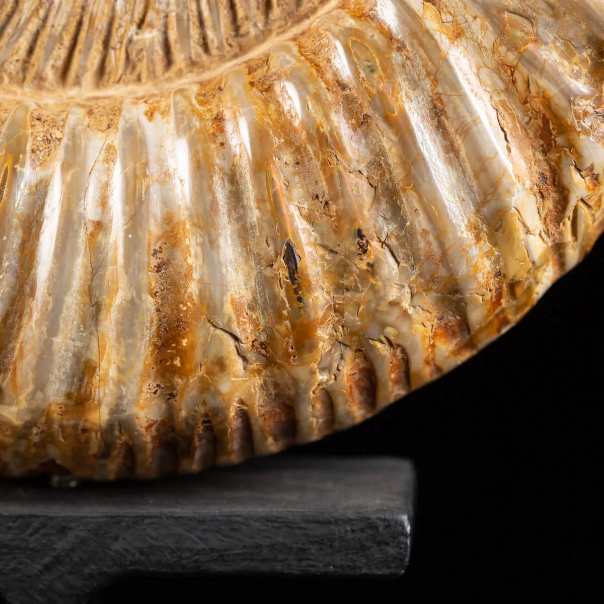 Ammonite Douvilleiceras