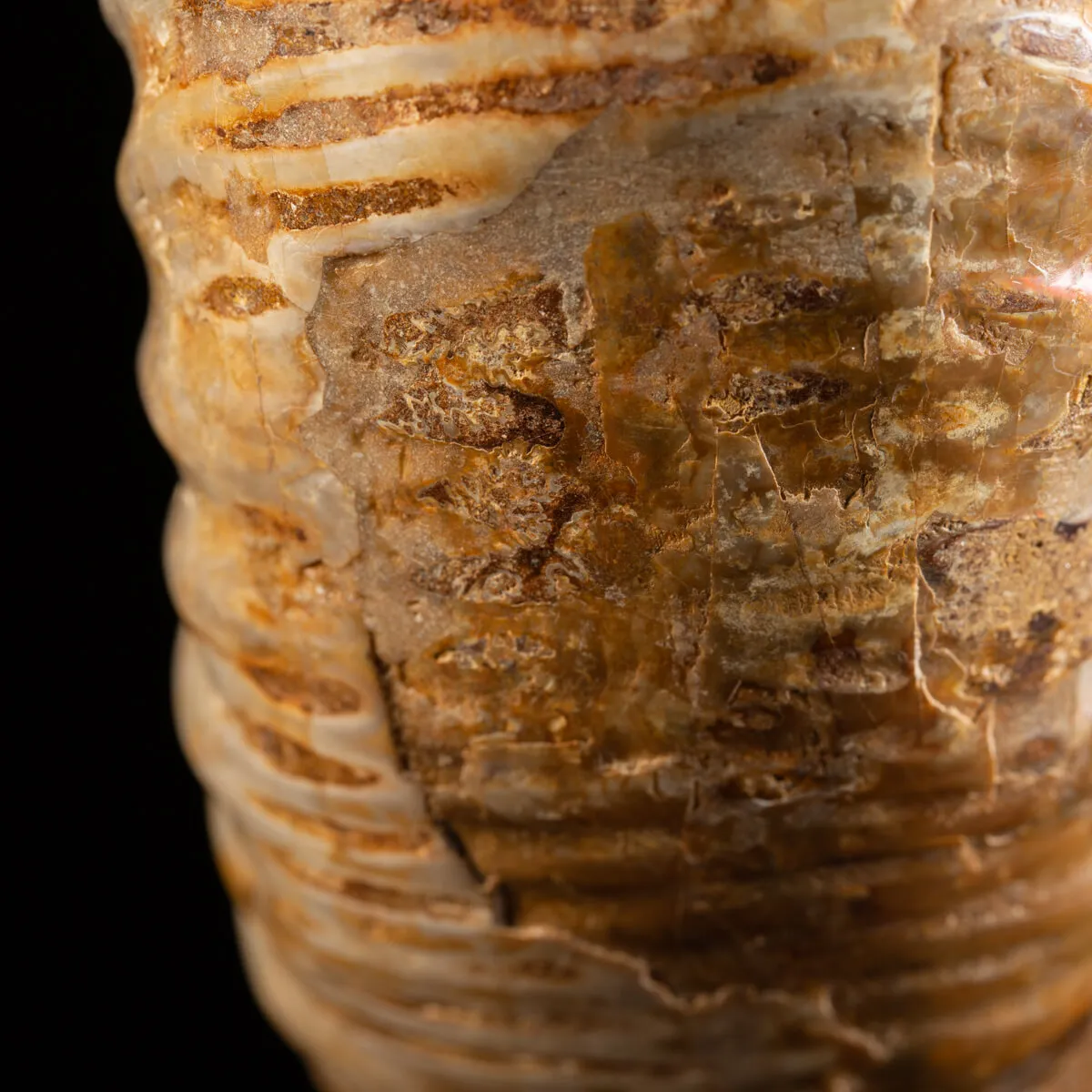 Ammonite Douvilleiceras