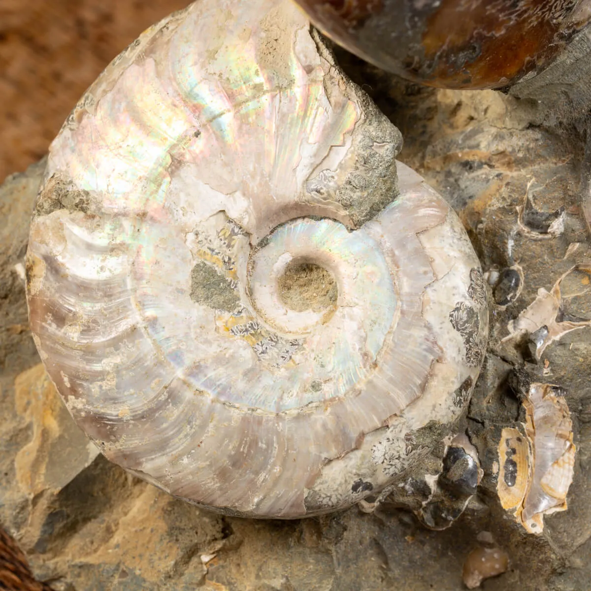 Ammoniti e Nautilus