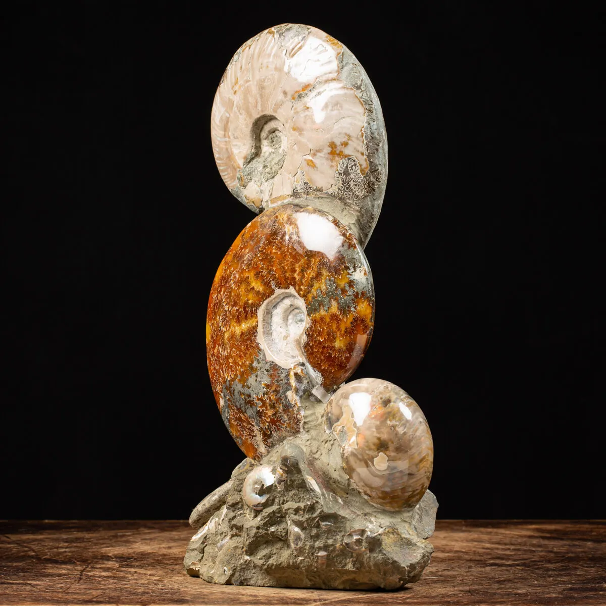 Ammoniti e Nautilus