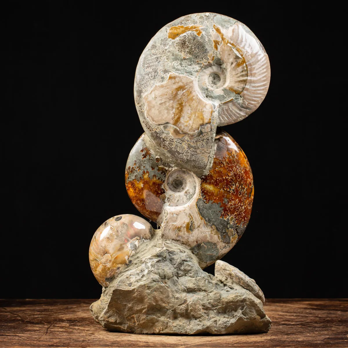 Ammoniti e Nautilus