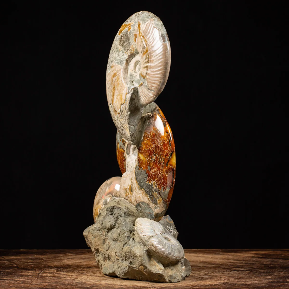 Ammoniti e Nautilus