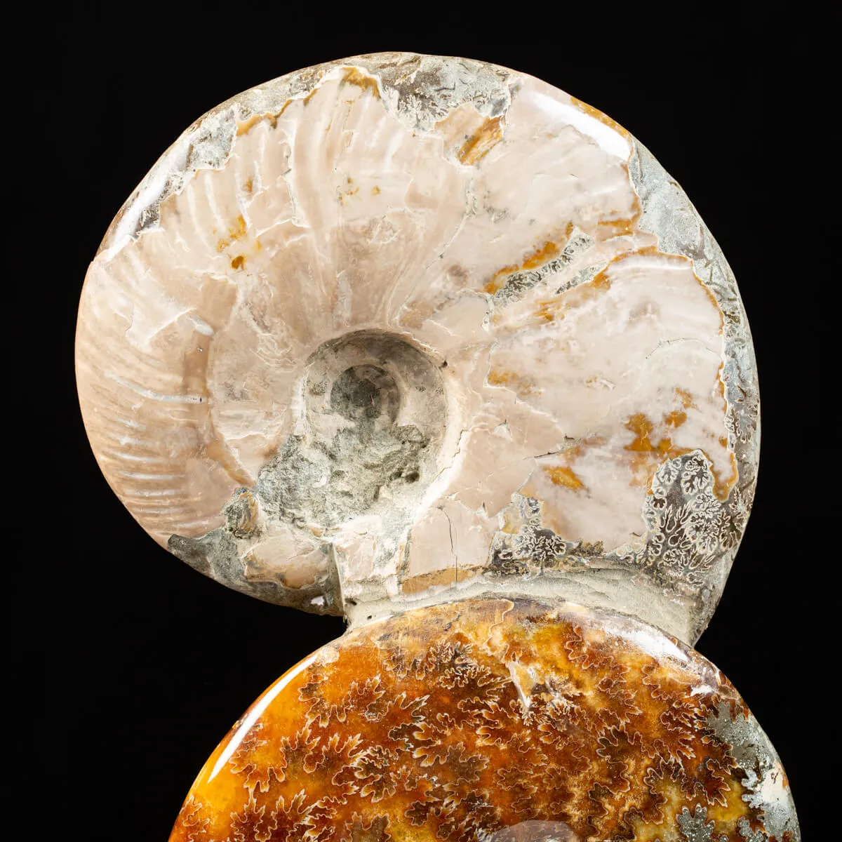 Ammoniti e Nautilus