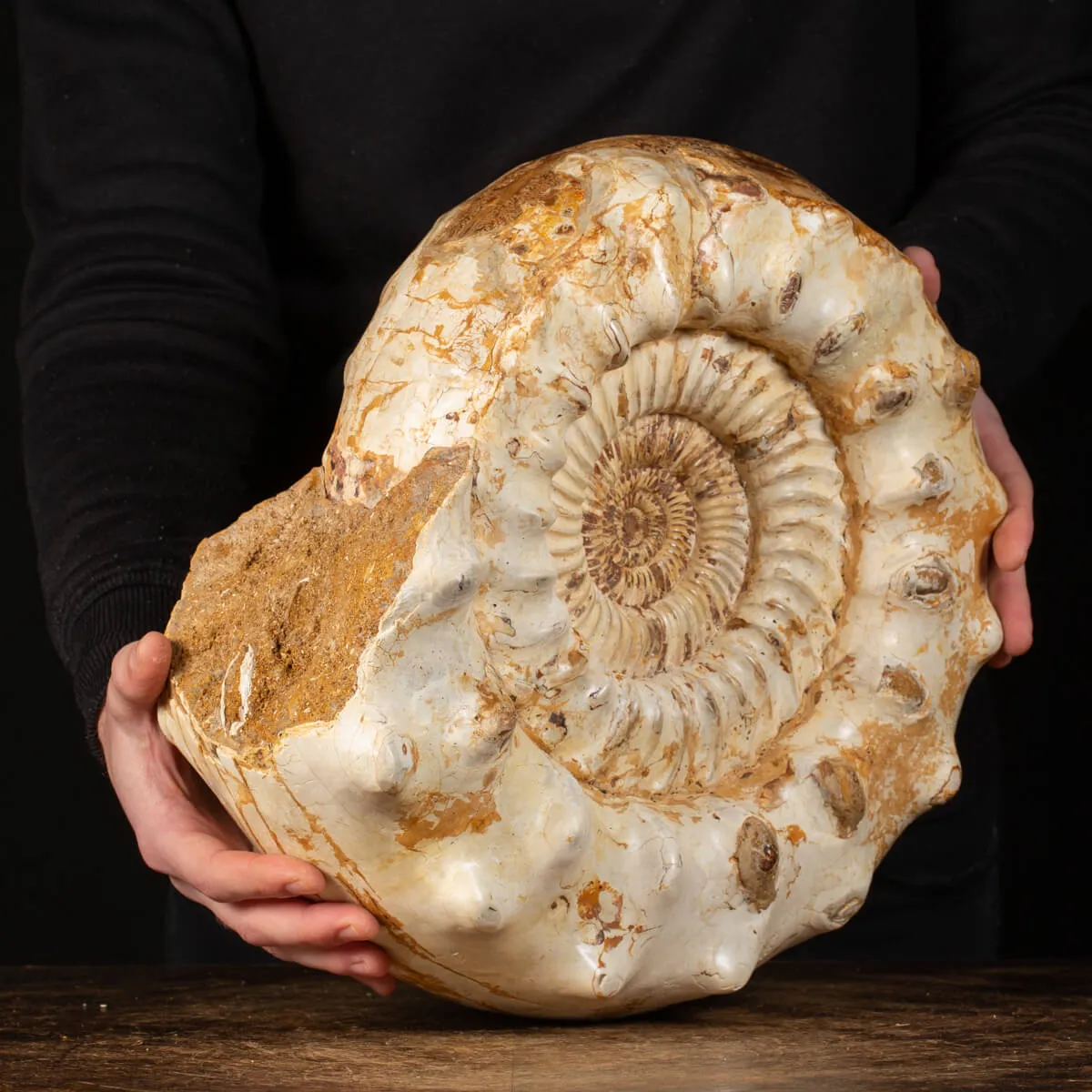 Ammonite Kranaosphinctes Sp.