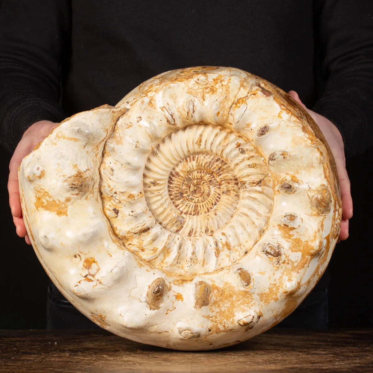 Ammonite Kranaosphinctes Sp.