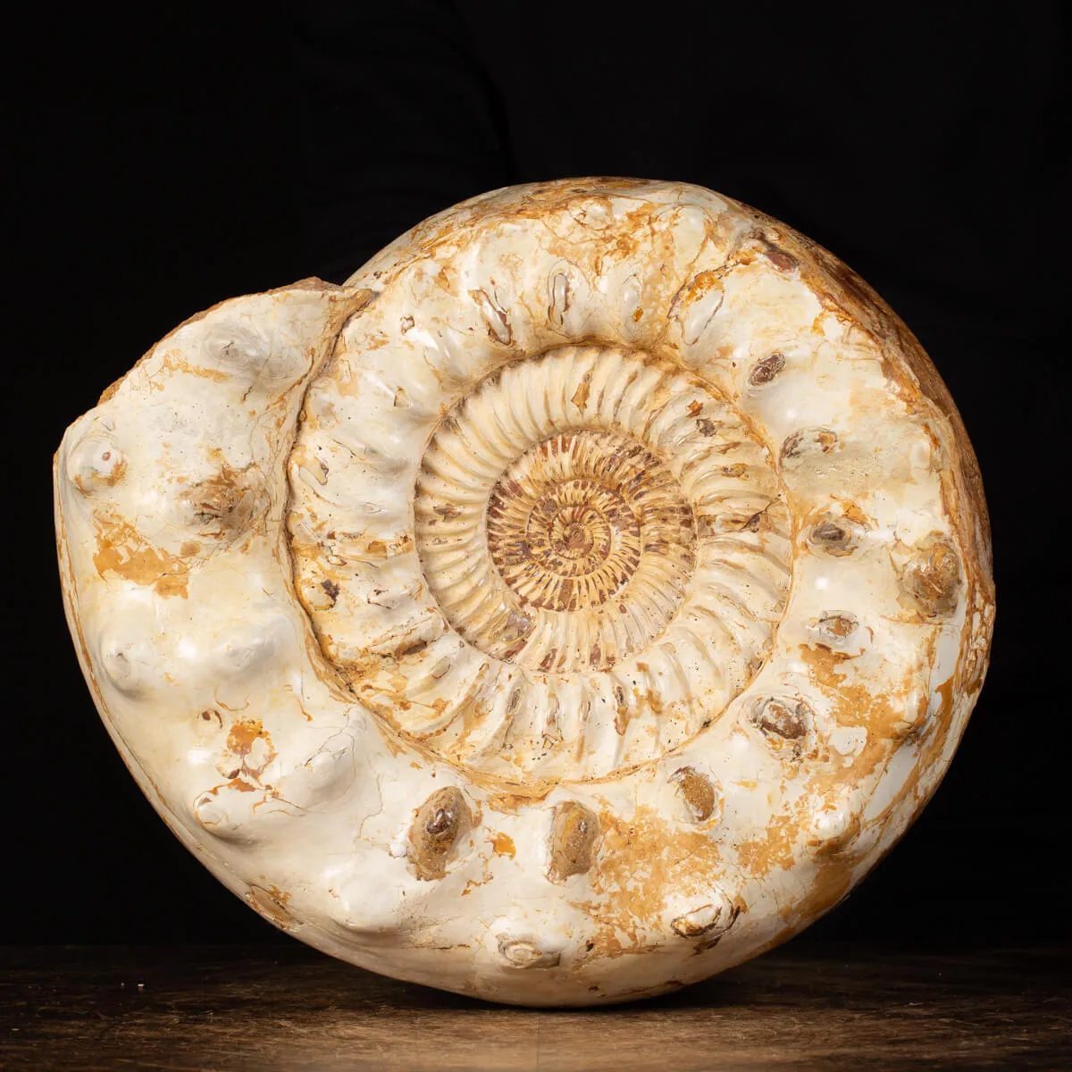 Ammonite Kranaosphinctes Sp.