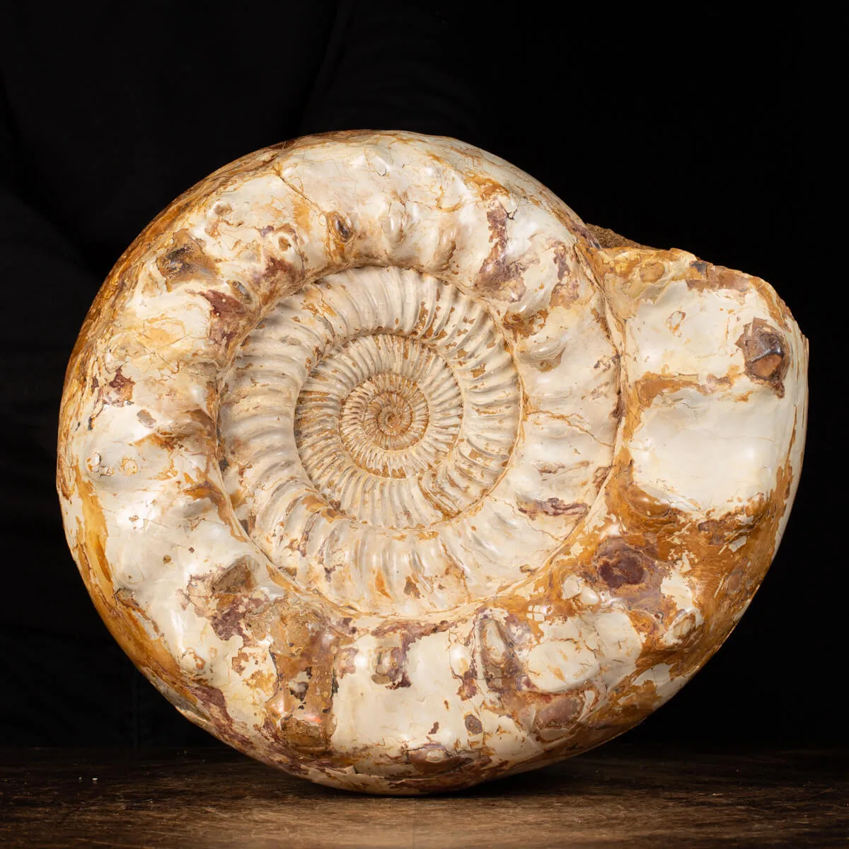 Ammonite Kranaosphinctes Sp.