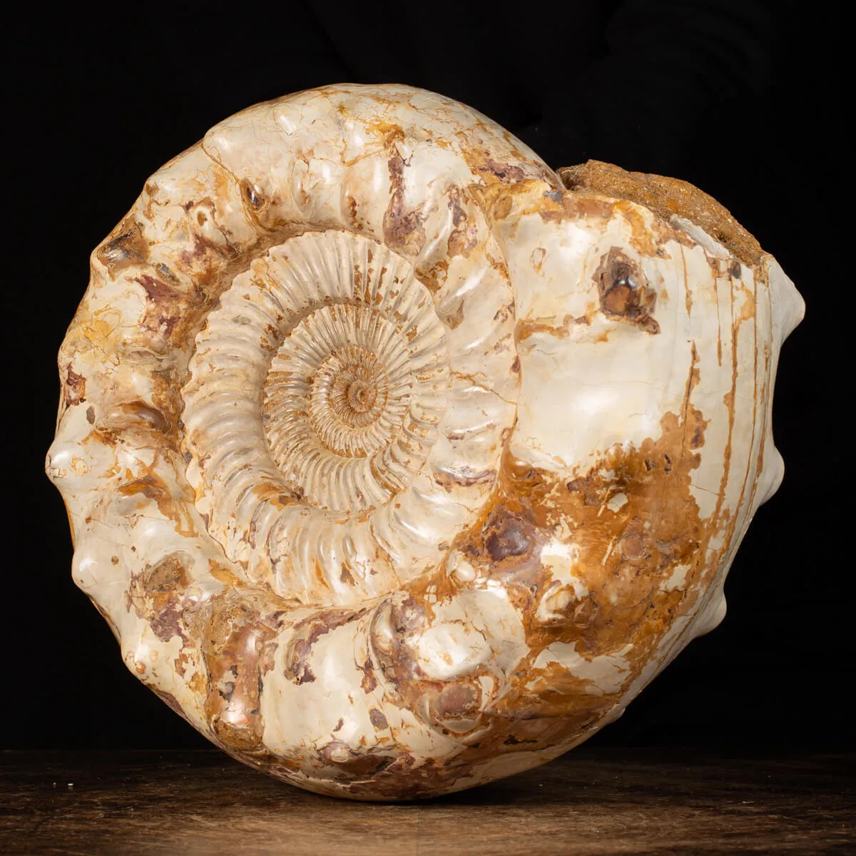 Ammonite Kranaosphinctes Sp.