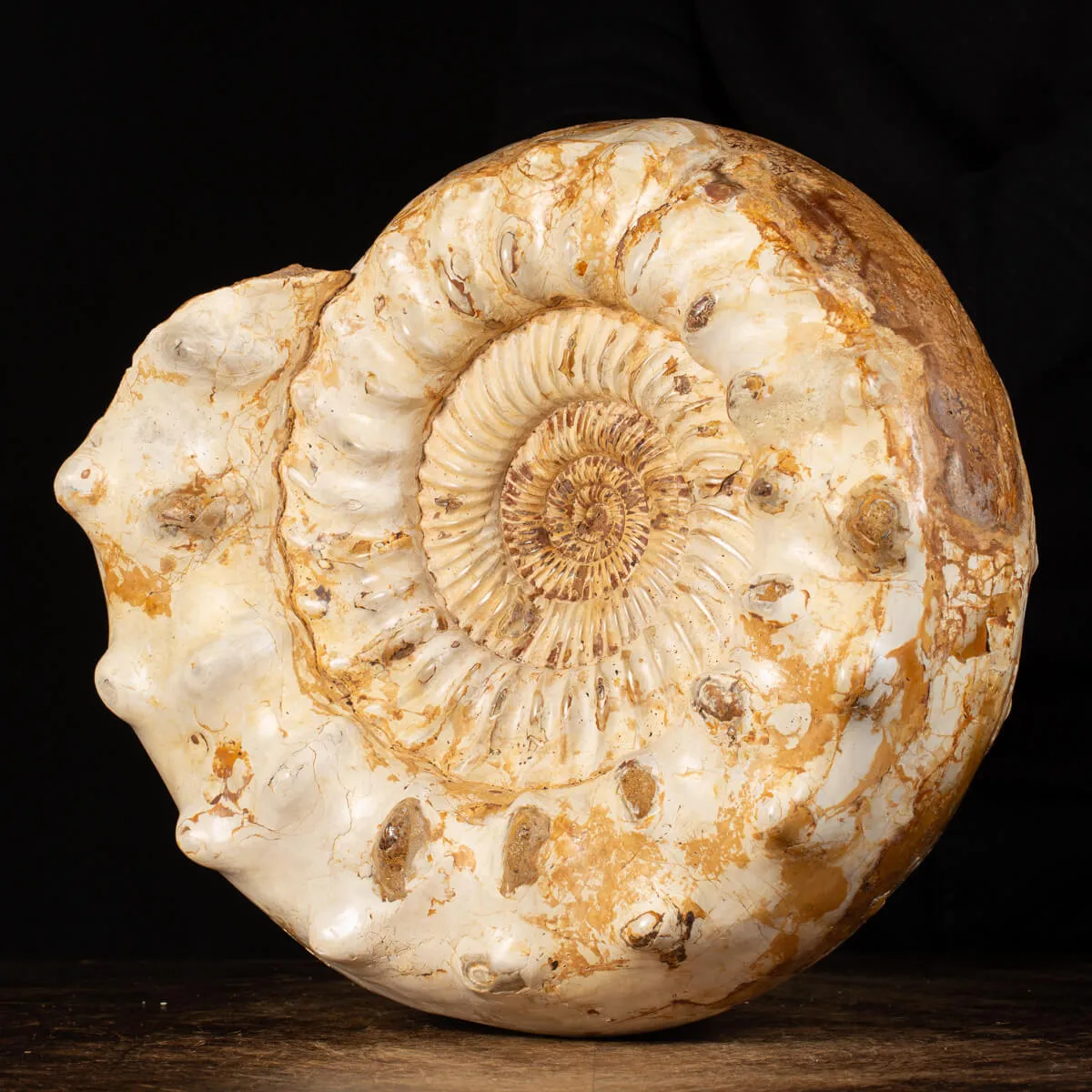 Ammonite Kranaosphinctes Sp.
