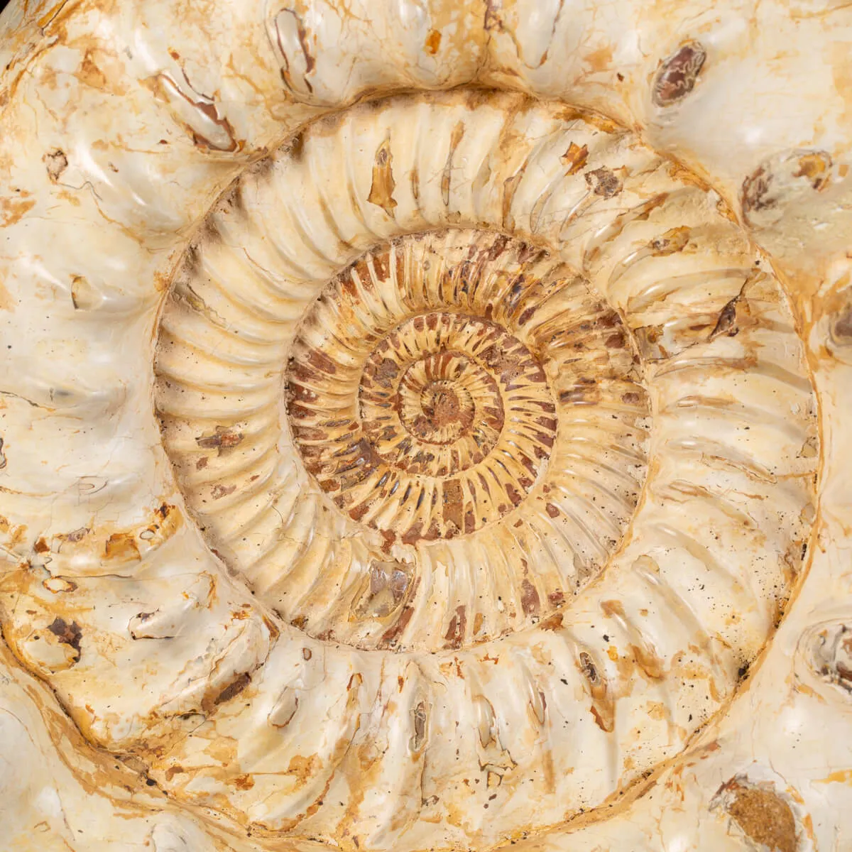 Ammonite Kranaosphinctes Sp.