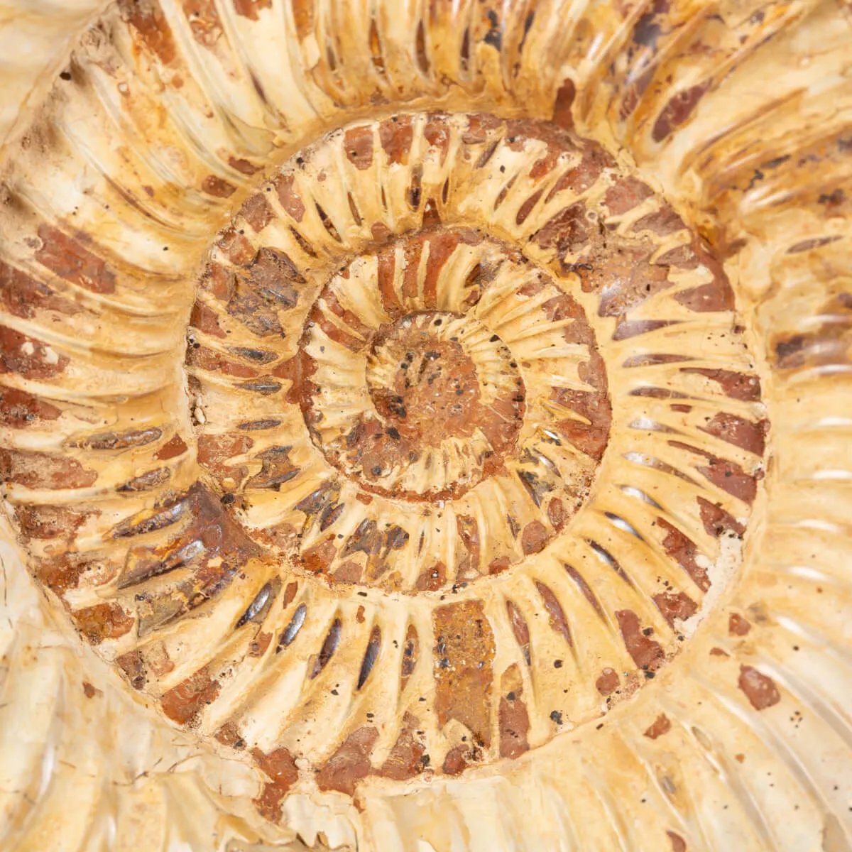 Ammonite Kranaosphinctes Sp.