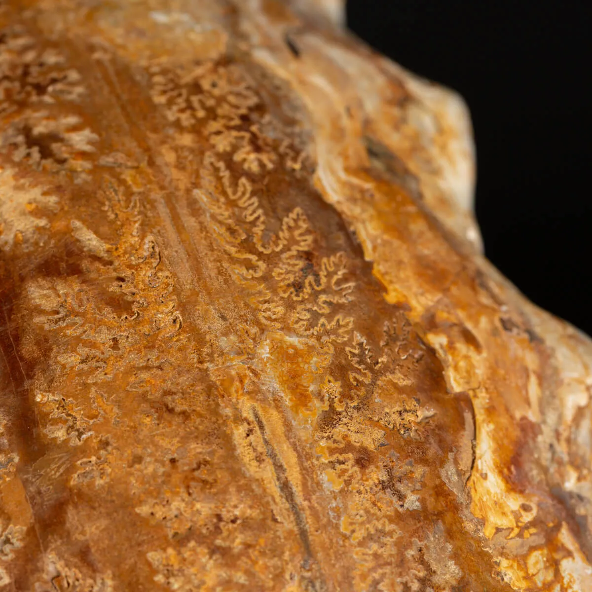 Ammonite Kranaosphinctes Sp.
