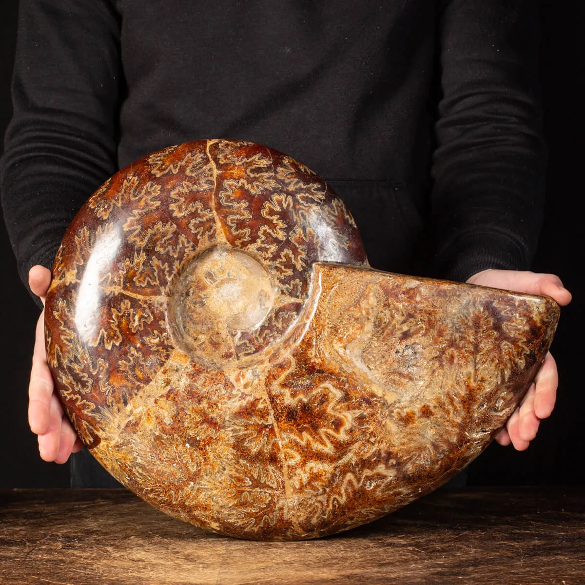 Ammonite Cleoniceras